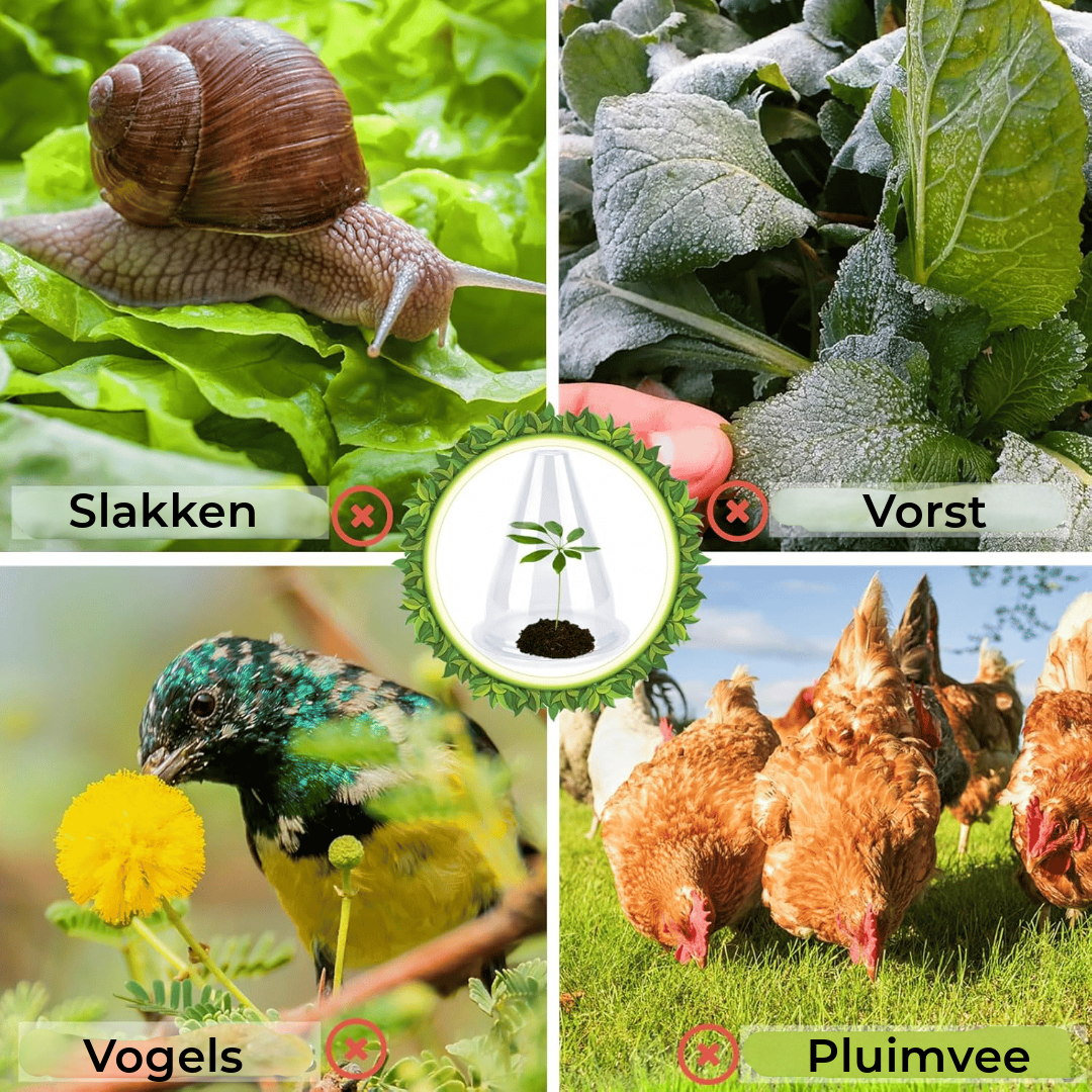 Beschermhoezen voor planten